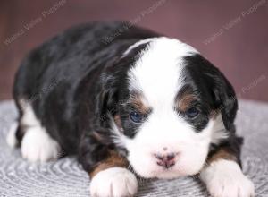 tri-colored mini bernedoodle near Chicago 