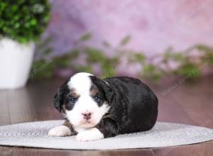 tri-colored mini bernedoodle near Chicago 