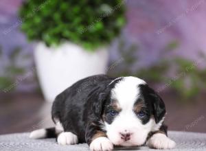 tri-colored mini bernedoodle near Chicago 