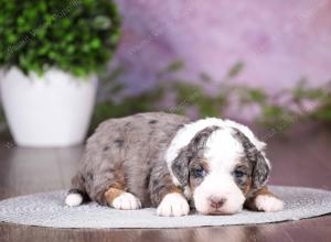 tri-colored mini bernedoodle near Chicago 