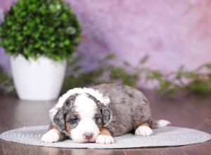 tri-colored mini bernedoodle near Chicago 