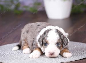 tri-colored mini bernedoodle near Chicago 