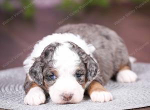 tri-colored mini bernedoodle near Chicago 