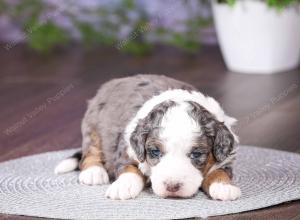 tri-colored mini bernedoodle near Chicago 