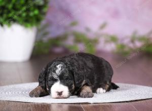 tri-colored mini bernedoodle near Chicago 