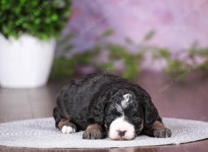 tri-colored mini bernedoodle near Chicago 