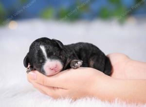 tri-colored mini bernedoodle near Chicago 