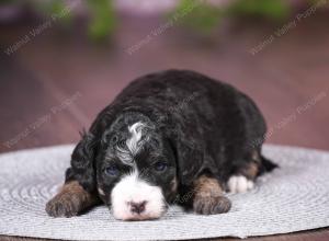 tri-colored mini bernedoodle near Chicago 