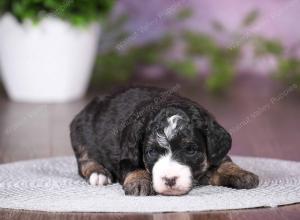 tri-colored mini bernedoodle near Chicago 