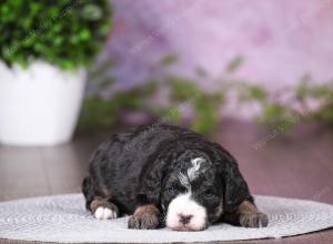 tri-colored mini bernedoodle near Chicago 