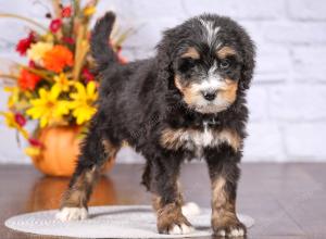 tri-colored female standard bernedoodle near Chicago Illinois