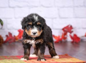 tri-colored female standard bernedoodle near Chicago Illinois