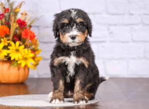 tri-colored female standard bernedoodle near Chicago Illinois