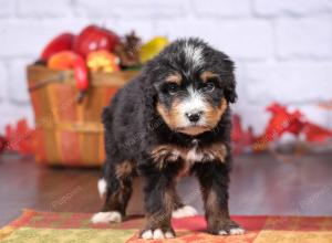 tri-colored female standard bernedoodle near Chicago Illinois