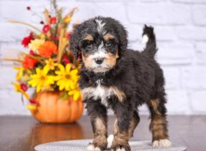 tri-colored female standard bernedoodle near Chicago Illinois