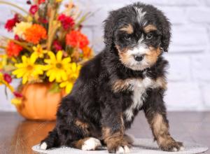 tri-colored female standard bernedoodle near Chicago Illinois