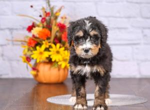 tri-colored female standard bernedoodle near Chicago Illinois