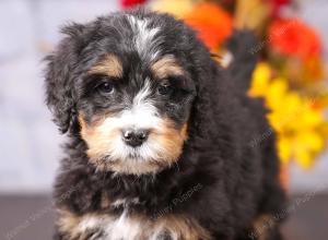 tri-colored female standard bernedoodle near Chicago Illinois