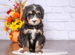 tri-colored female standard bernedoodle near Chicago Illinois