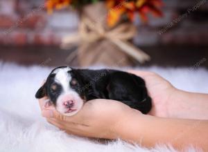 tri-colored male standard bernedoodle near Chicago Illinois