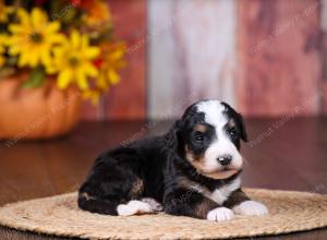 tri-colored female standard bernedoodle near Chicago Illinois