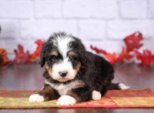 tri-colored female standard bernedoodle near Chicago Illinois