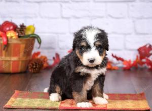 tri-colored female standard bernedoodle near Chicago Illinois