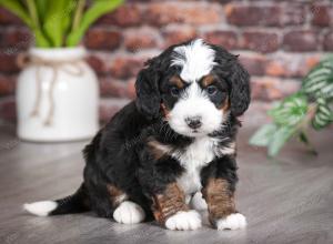 tri-colored female mini bernedoodle near Chicago Illinois