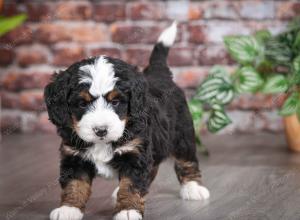 tri-colored female mini bernedoodle near Chicago Illinois