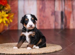 tri-colored female standard bernedoodle near Chicago Illinois