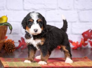 tri-colored female standard bernedoodle near Chicago Illinois