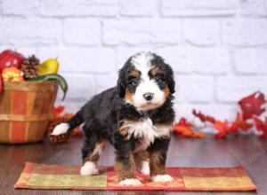 tri-colored female standard bernedoodle near Chicago Illinois