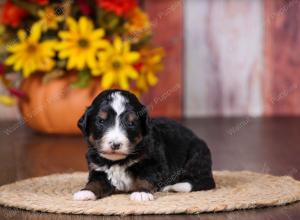 tri-colored female standard bernedoodle near Chicago Illinois