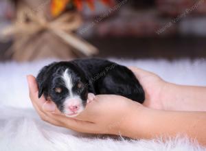 tri-colored male standard bernedoodle near Chicago Illinois