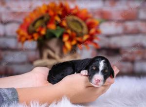 tri-colored male standard bernedoodle near Chicago Illinois