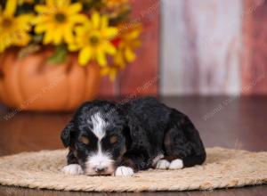 tri-colored female standard bernedoodle near Chicago Illinois