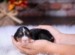 tri-colored female standard bernedoodle near Chicago Illinois