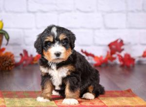 tri-colored female standard bernedoodle near Chicago Illinois