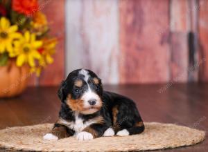 tri-colored female standard bernedoodle near Chicago Illinois