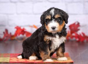 tri-colored female standard bernedoodle near Chicago Illinois