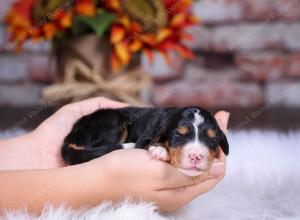 tri-colored female standard bernedoodle near Chicago Illinois