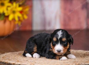 tri-colored female standard bernedoodle near Chicago Illinois