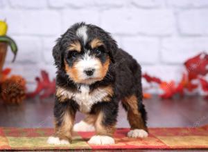 tri-colored female standard bernedoodle near Chicago Illinois