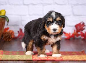 tri-colored female standard bernedoodle near Chicago Illinois