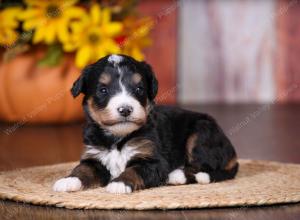 tri-colored female standard bernedoodle near Chicago Illinois