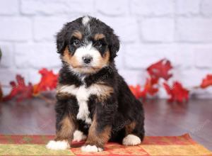 tri-colored female standard bernedoodle near Chicago Illinois