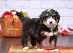 tri-colored female standard bernedoodle near Chicago Illinois