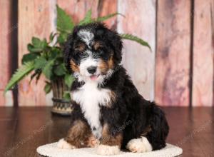   tri-colored standard bernedoodle near Chicago Illinois