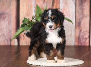   tri-colored standard bernedoodle near Chicago Illinois