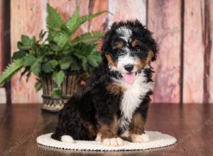   tri-colored standard bernedoodle near Chicago Illinois